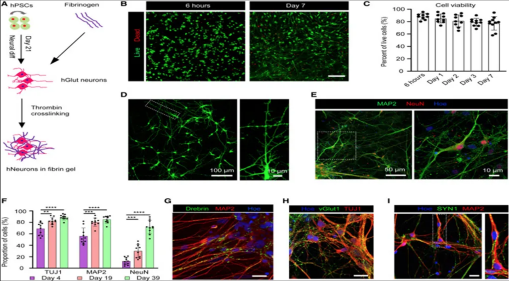 Revolutionizing Neuroscience: 3D Bioprinting of Human Neural Tissues Unveils Functional Connectivity